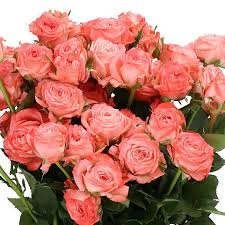 Pink Roses